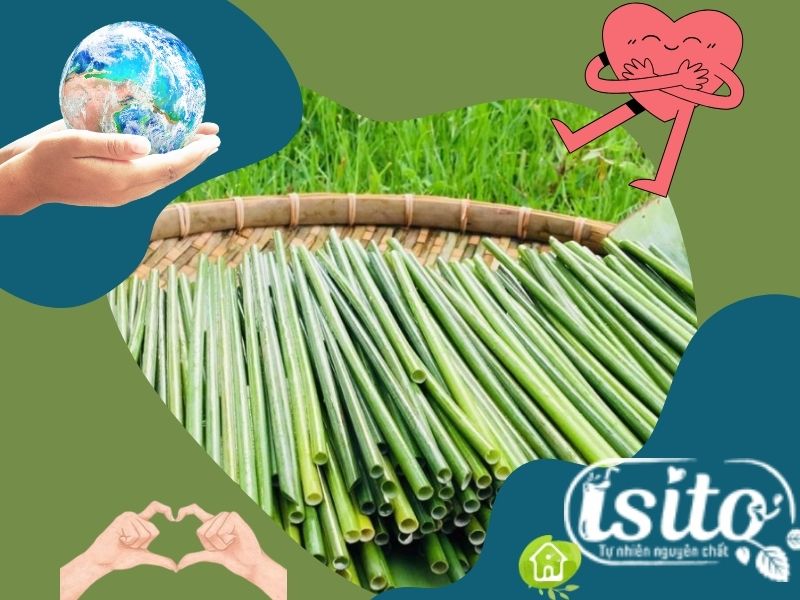 Một trong những ưu điểm của ống hút cỏ bàng là đóng góp mạnh mẽ vào việc bảo vệ môi trường.
